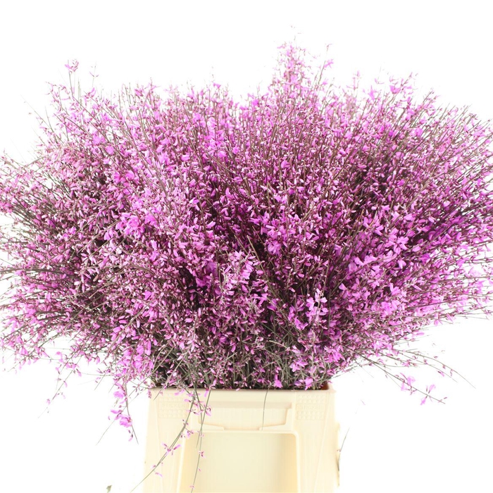 <h4>Ginster Lila P Bunch 400gram</h4>