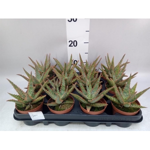Aloe   ...