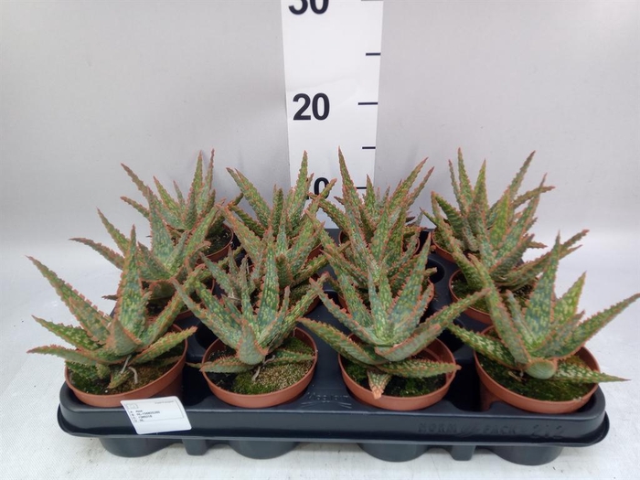 <h4>Aloe   ...</h4>