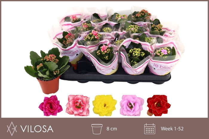 <h4>KAL GE GEM 5 KL</h4>