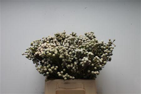 <h4>Kaaps Brunia Spray</h4>