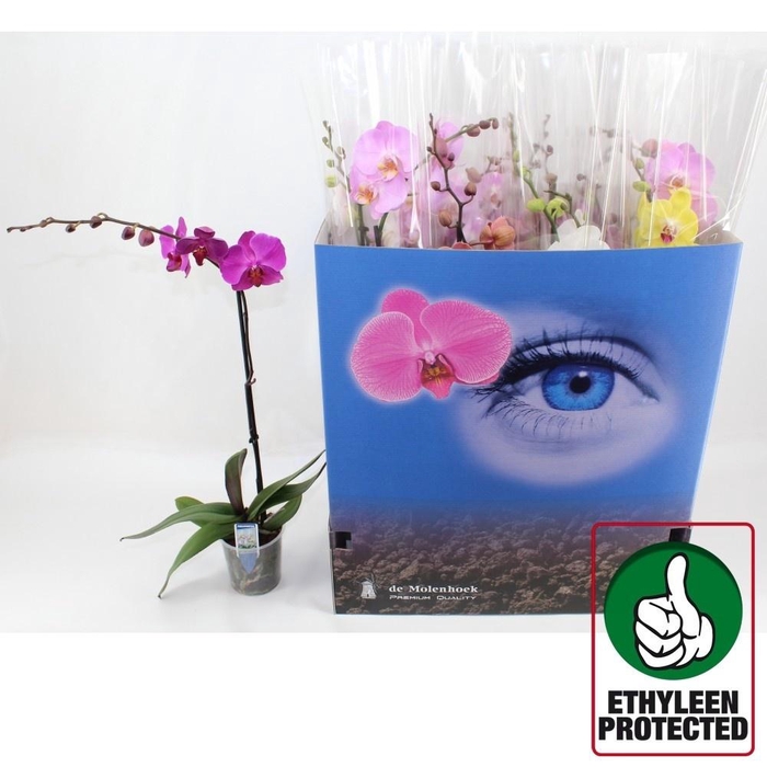 <h4>PHAL GEM 6 KL</h4>