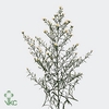 Aster paquita