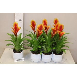 VRIES EL DORADO CERAMICS P12