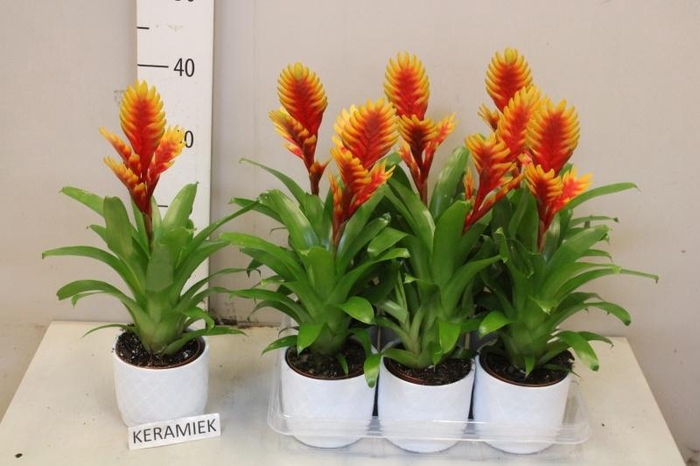 <h4>VRIES EL DORADO CERAMICS P12</h4>