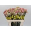 Blushing Bride Pink 10+ Flowers