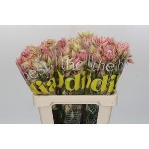 Blushing Bride Pink 10+ Flowers