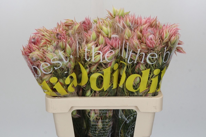 <h4>Blushing Bride Pink 10+ Flowers</h4>