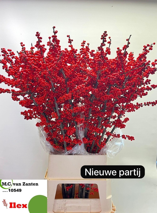 <h4>ILEX VE RODE BES</h4>