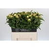 Paeonia Bridal Grace