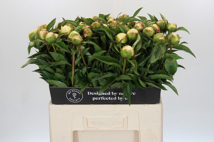 Paeonia Bridal Grace
