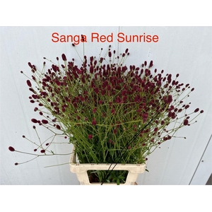 SANG OFFICINALIS