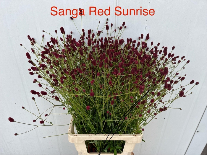 <h4>SANG OFFICINALIS</h4>