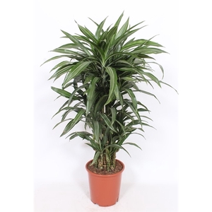 Dracaena Ulises