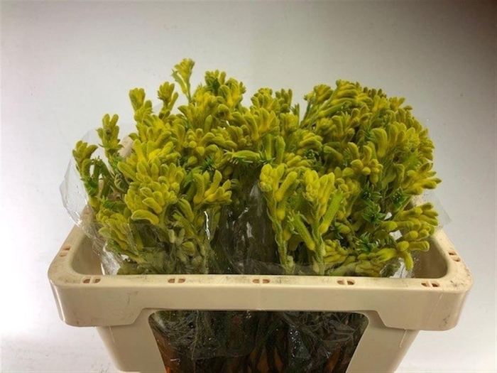 <h4>ANIGOZ BUSH GOLD</h4>