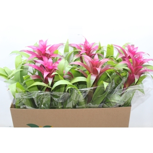 GUZMANIA VOILA P14