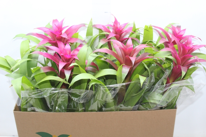<h4>GUZMANIA VOILA P14</h4>