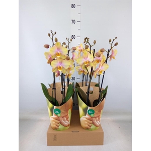 Phalaenopsis   ...yellow