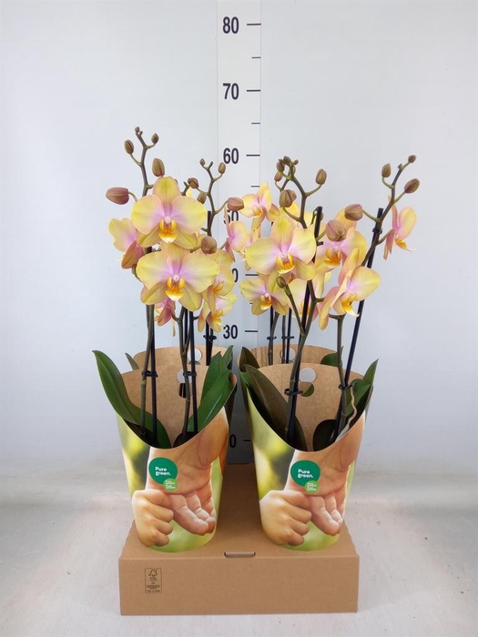 <h4>Phalaenopsis   ...yellow</h4>