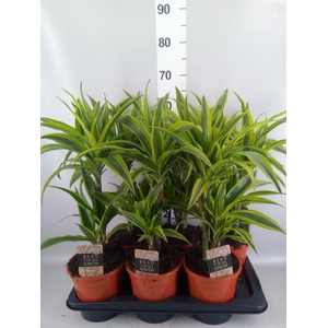 Dracaena fr de 'LemonLime'