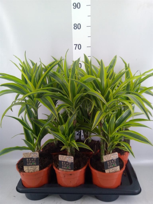 <h4>Dracaena fr de 'LemonLime'</h4>