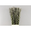 SALIX SNOW FLAKE