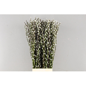 SALIX SNOW FLAKE