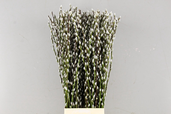 <h4>SALIX SNOW FLAKE</h4>