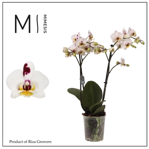 Phalaenopsis Coco 4 2 spike - 12cm | Mimesis