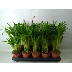 Dypsis lutescens   ...Chrysalidoca