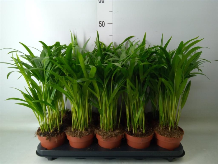 <h4>Dypsis lutescens ...Chrysalidoca</h4>