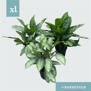 Green Agla Mix (Aglaonema)