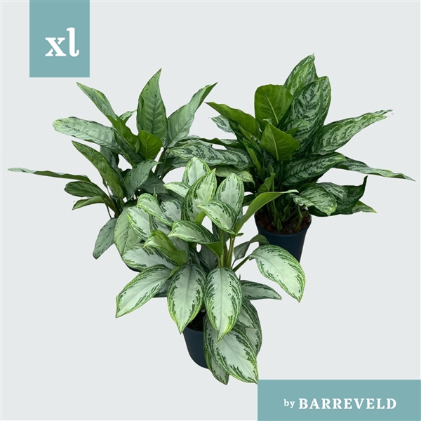 Green Agla Mix (Aglaonema)