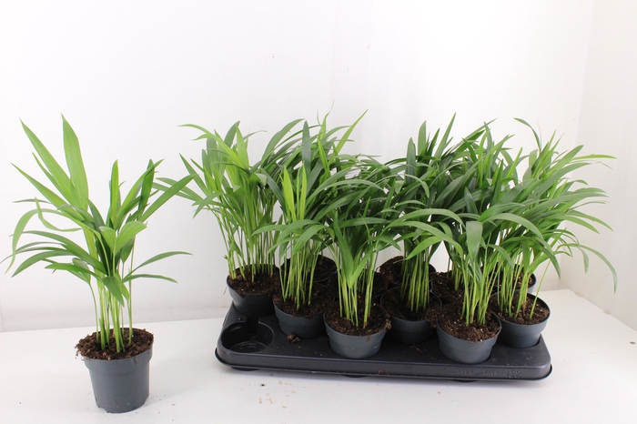 <h4>DYPSIS LUTESCENS</h4>