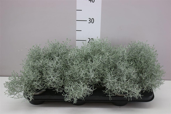 <h4>Calocephalus</h4>