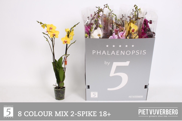 <h4>PHAL GEM 8 KL</h4>