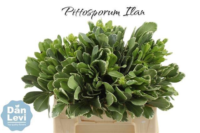 <h4>PITTOSP TO ILAN</h4>