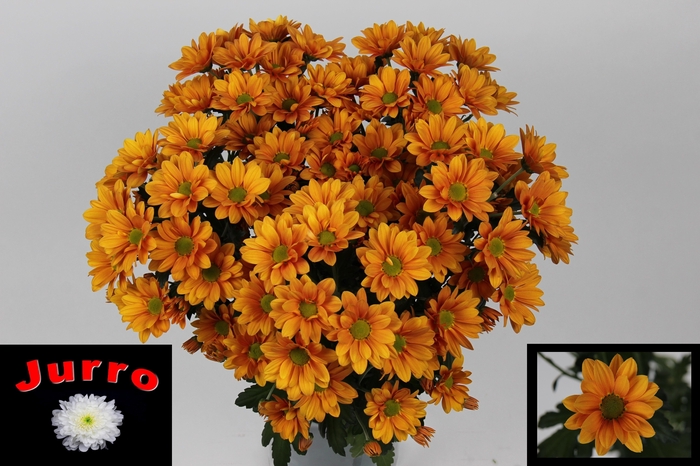 <h4>CHR T ORANGINA</h4>