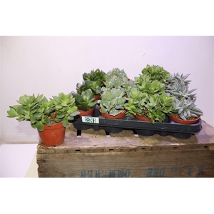 arr8 Crass Overig Gem