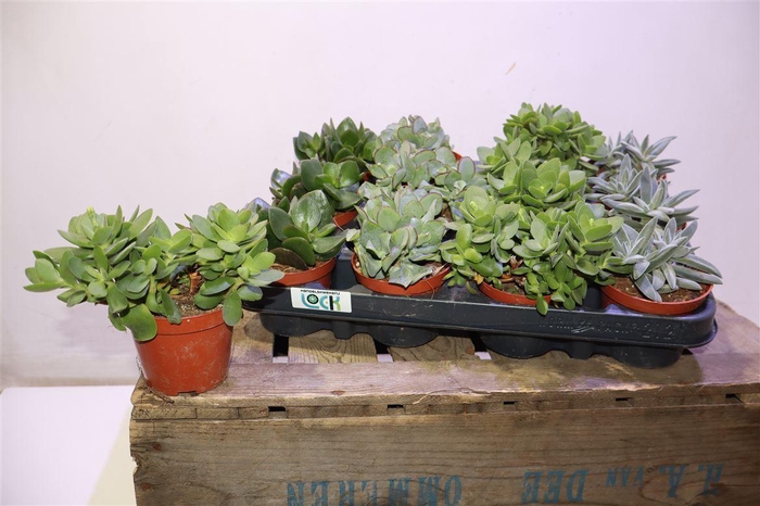 <h4>arr8 Crass Overig Gem</h4>