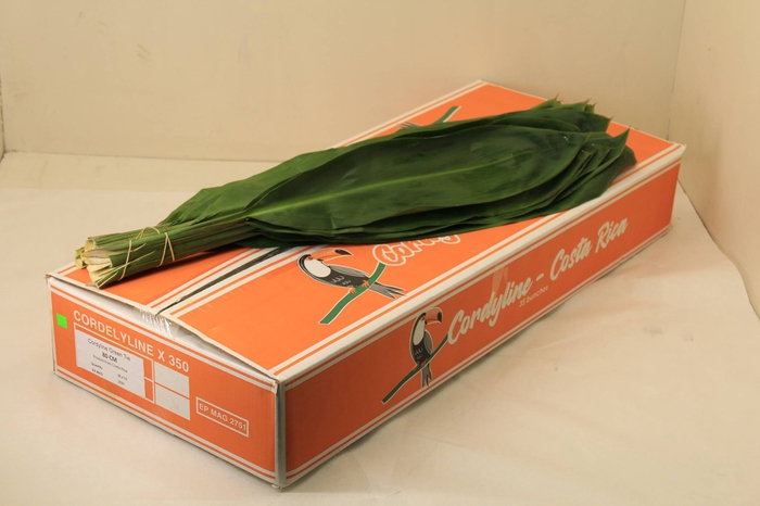 CORDELINE GREEN TIE 80 CM TUKAN VACUUM