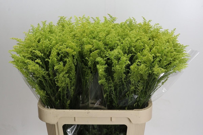 <h4>Solidago Tara Gold</h4>