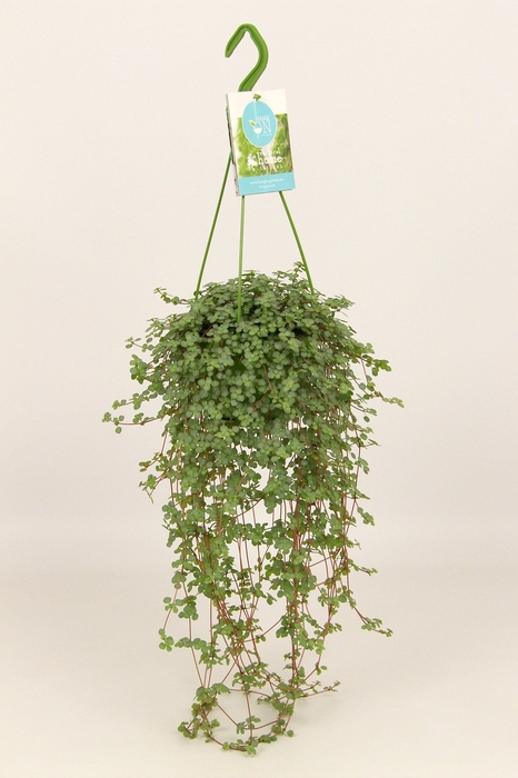<h4>HangonGreen Pilea Glaucophylla 14 cm</h4>