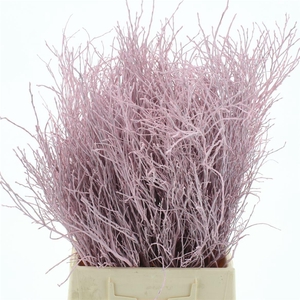 Vaccinium Myrtillus Light Pink P Bos