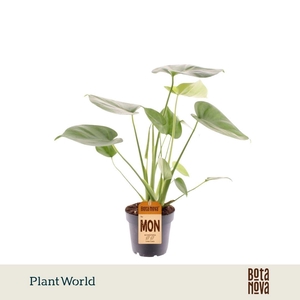 Monstera deliciosa