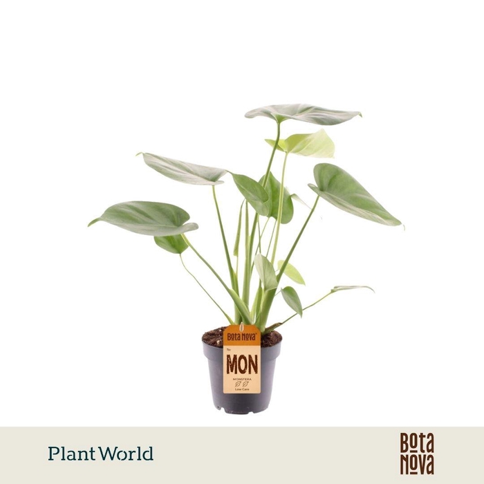 <h4>Monstera deliciosa</h4>