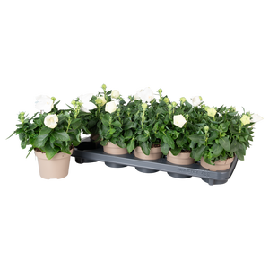 Platycodon Astra Wit
