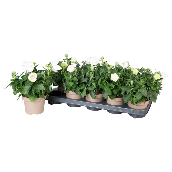 <h4>Platycodon Astra Wit</h4>