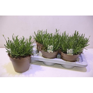 arr8 Lavan An Aroma White