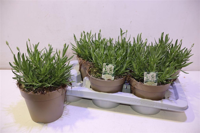 <h4>Lavan An Aroma White</h4>